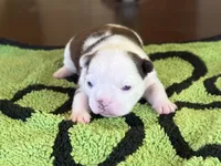 Sinatra, a male French Bulldog for sale in Atlanta, GA – 1 of 7