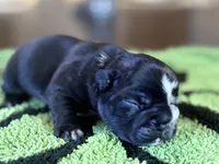 Jackson , a male French Bulldog for sale in Atlanta, GA – 1 of 5
