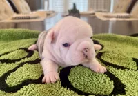 Koiya, a female French Bulldog for sale in Atlanta, GA – 2 of 6