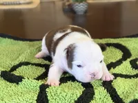 Sinatra, a male French Bulldog for sale in Atlanta, GA – 2 of 7