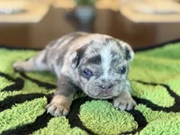Mason, a male French Bulldog for sale in Atlanta, GA – 7 of 10