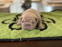 Tyler, a male French Bulldog for sale in Atlanta, GA – 4 of 6