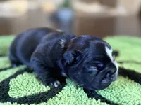 Jackson , a male French Bulldog for sale in Atlanta, GA – 3 of 5