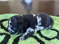 Jackson , a male French Bulldog for sale in Atlanta, GA – 2 of 5