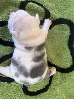 Koiya, a female French Bulldog for sale in Atlanta, GA – 5 of 6