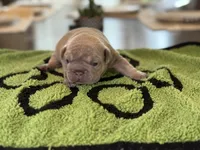 Tyler, a male French Bulldog for sale in Atlanta, GA – 2 of 6