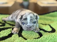 Mason, a male French Bulldog for sale in Atlanta, GA – 6 of 10