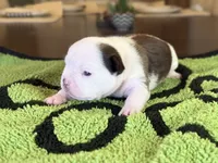 Sinatra, a male French Bulldog for sale in Atlanta, GA – 3 of 7