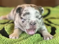 Mercy, a female French Bulldog for sale in Atlanta, GA – 2 of 7