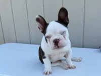 Sinatra, a male French Bulldog for sale in Atlanta, GA – 2 of 5