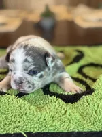 Mercy, a female French Bulldog for sale in Atlanta, GA – 3 of 7