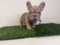 Tyler, a male French Bulldog for sale in Atlanta, GA – 2 of 4