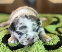 Mercy, a female French Bulldog for sale in Atlanta, GA – 4 of 7