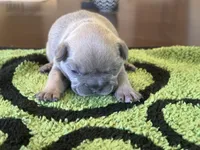 Rose, a female French Bulldog for sale in Atlanta, GA – 5 of 6