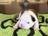 Sinatra, a male French Bulldog for sale in Atlanta, GA – 5 of 7