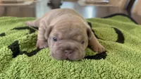 Tyler, a male French Bulldog for sale in Atlanta, GA – 3 of 6