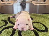 Koiya, a female French Bulldog for sale in Atlanta, GA – 4 of 6