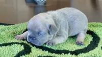 Rose, a female French Bulldog for sale in Atlanta, GA – 2 of 6