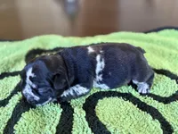 Jackson , a male French Bulldog for sale in Atlanta, GA – 4 of 5