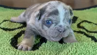 Mason, a male French Bulldog for sale in Atlanta, GA – 1 of 10