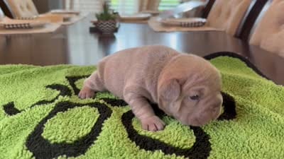 Tyler, a male French Bulldog for sale in Atlanta, GA – 6 of 6