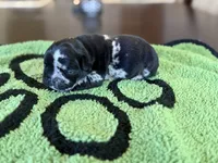 Jackson , a male French Bulldog for sale in Atlanta, GA – 5 of 5