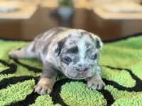 Mason, a male French Bulldog for sale in Atlanta, GA – 5 of 10