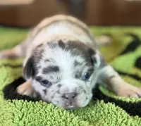 Mercy, a female French Bulldog for sale in Atlanta, GA – 6 of 7