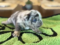 Mason, a male French Bulldog for sale in Atlanta, GA – 10 of 10