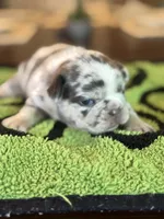 Mercy, a female French Bulldog for sale in Atlanta, GA – 5 of 7