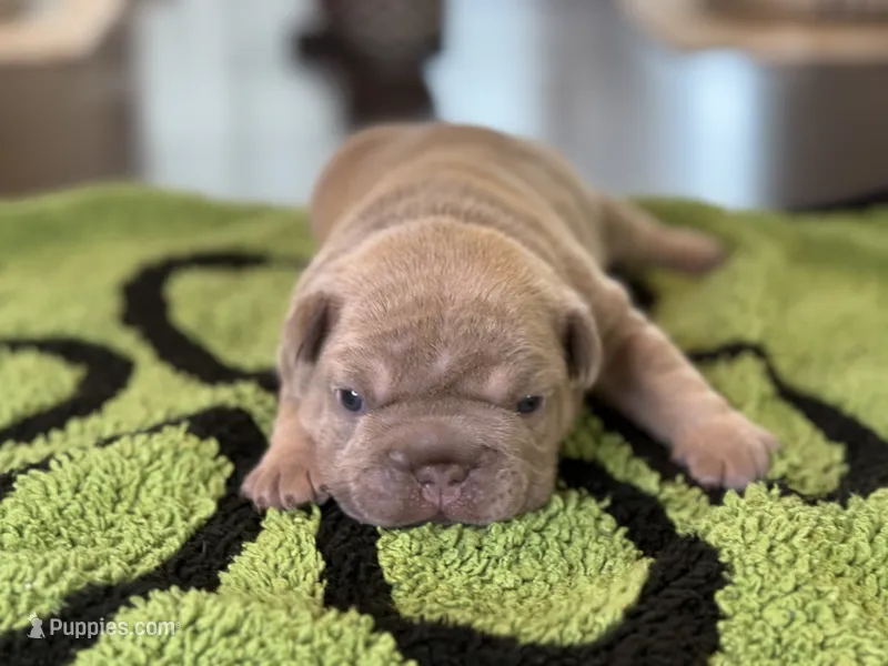 Tyler – French Bulldog puppy for sale in Atlanta, GA