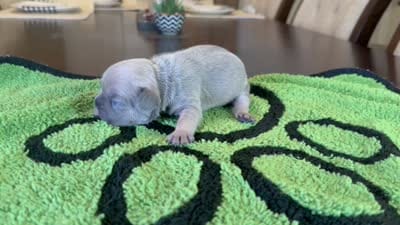Rose, a female French Bulldog for sale in Atlanta, GA – 6 of 6
