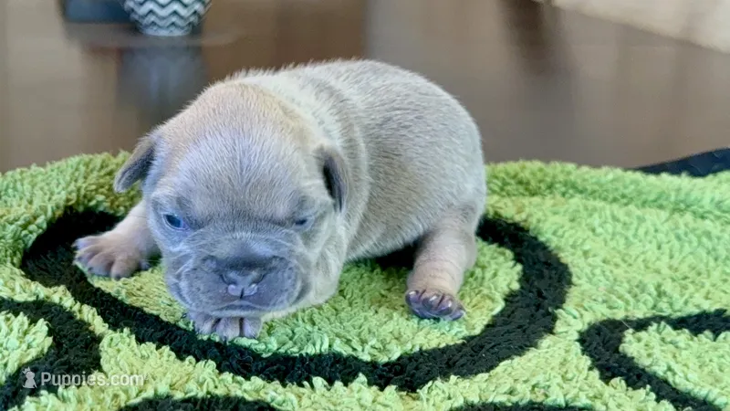 Rose – French Bulldog puppy for sale in Atlanta, GA