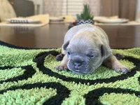 Rose, a female French Bulldog for sale in Atlanta, GA – 4 of 6