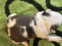 Sinatra, a male French Bulldog for sale in Atlanta, GA – 7 of 7