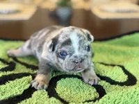 Mason, a male French Bulldog for sale in Atlanta, GA – 3 of 10