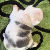 Koiya, a female French Bulldog for sale in Atlanta, GA – 3 of 6