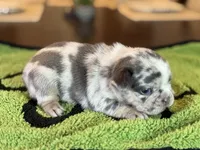 Mercy, a female French Bulldog for sale in Atlanta, GA – 7 of 7