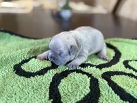 Rose, a female French Bulldog for sale in Atlanta, GA – 3 of 6