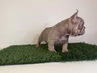Tyler, a male French Bulldog for sale in Atlanta, GA – 3 of 4
