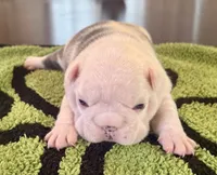 Koiya, a female French Bulldog for sale in Atlanta, GA – 6 of 6