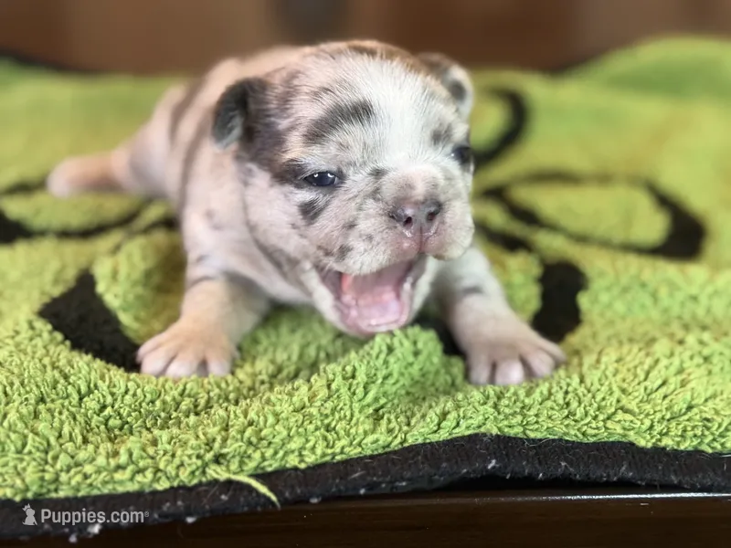 Mercy – French Bulldog puppy for sale in Atlanta, GA