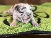 Mercy, a female French Bulldog for sale in Atlanta, GA – 1 of 7
