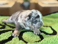 Mason, a male French Bulldog for sale in Atlanta, GA – 4 of 10