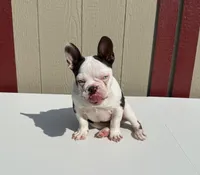 Sinatra, a male French Bulldog for sale in Atlanta, GA – 3 of 5
