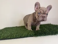 Tyler, a male French Bulldog for sale in Atlanta, GA – 4 of 4