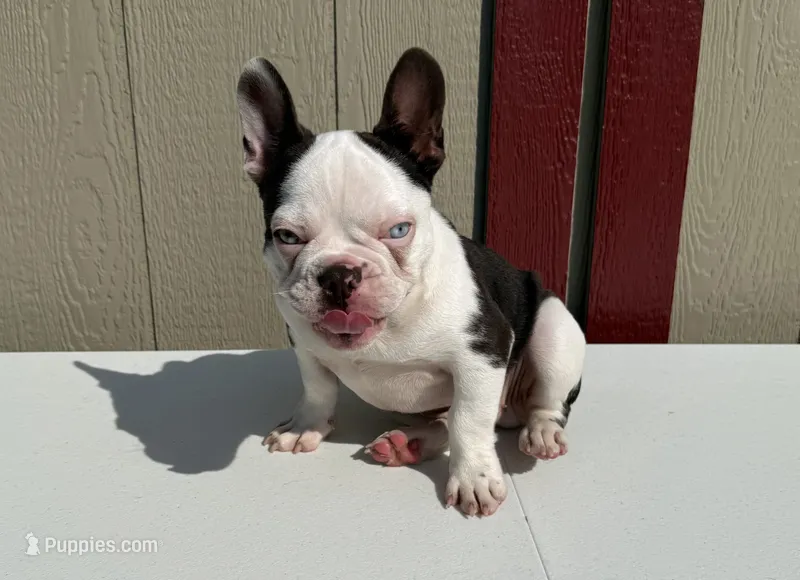 Sinatra – French Bulldog puppy for sale in Atlanta, GA