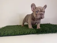 Tyler, a male French Bulldog for sale in Atlanta, GA – 1 of 4