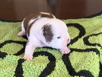 Sinatra, a male French Bulldog for sale in Atlanta, GA – 6 of 7