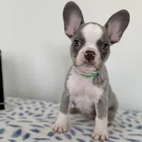 Ace, a male French Bulldog for sale in Atlanta, GA – Photo 6 of 9